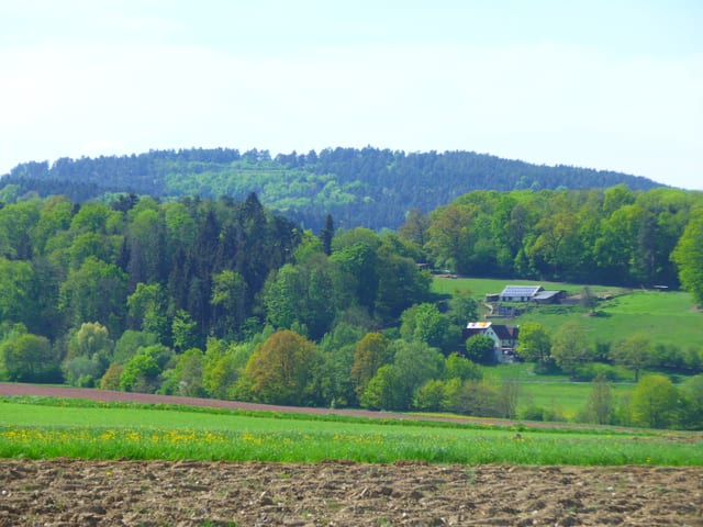 Büchelberg · Naturschutzgebiet Wacholderheide — Ausflugsziel Nordschwarzwald