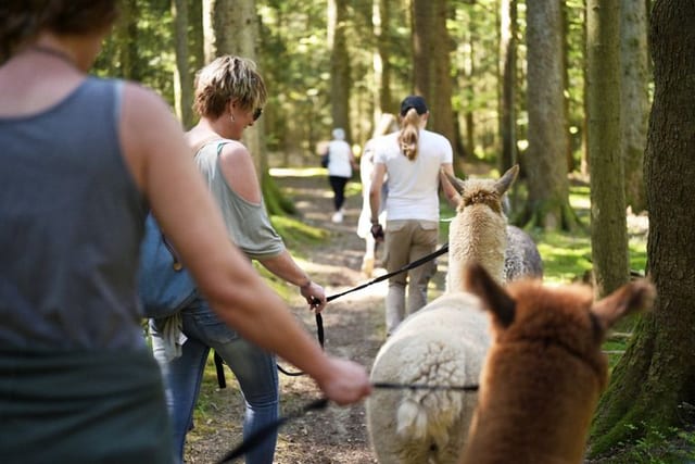 Heidi's Alpakaparadies · Maisenbach-Zainen — Ausflugsziel Nordschwarzwald