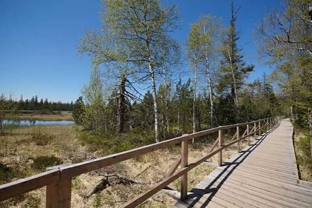 Hochmoor Kaltenbronn (Gernsbach) — Ausflugsziel Nordschwarzwald