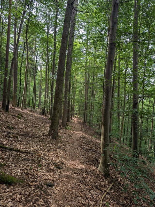 Kapellenweg nach Neuhausen · Mountainbike — Ausflugsziel Nordschwarzwald