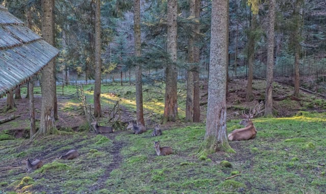 Rotwildgehege Enzklösterle — Ausflugsziel Nordschwarzwald