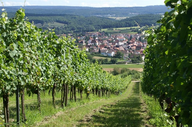 Weinwanderweg Keltern — Ausflugsziel Nordschwarzwald
