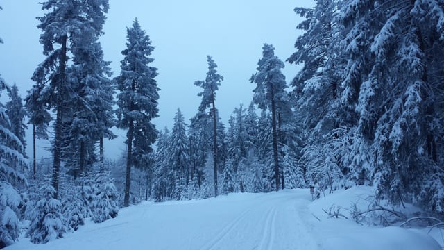 Langlauf Kaltenbronn — Ausflugsziel Nordschwarzwald