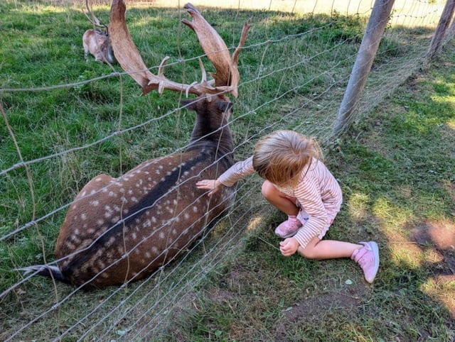Wildgehege Grunbach — Ausflugsziel Nordschwarzwald