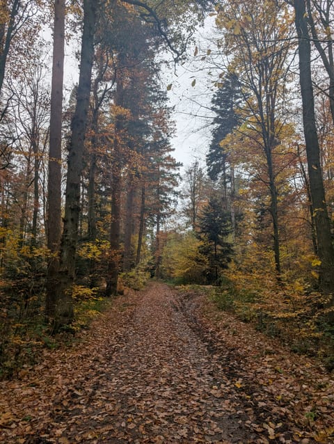 Herbststimmung im Wald