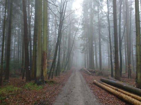 Morgennebel im Frühjahr